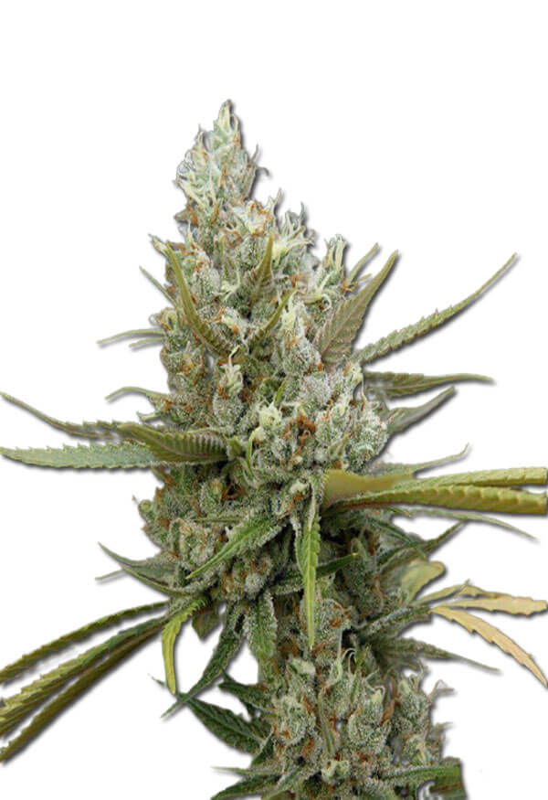 amnesia-haze-image