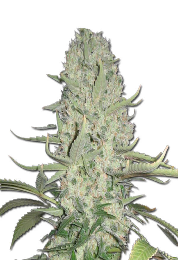 big-bud-image