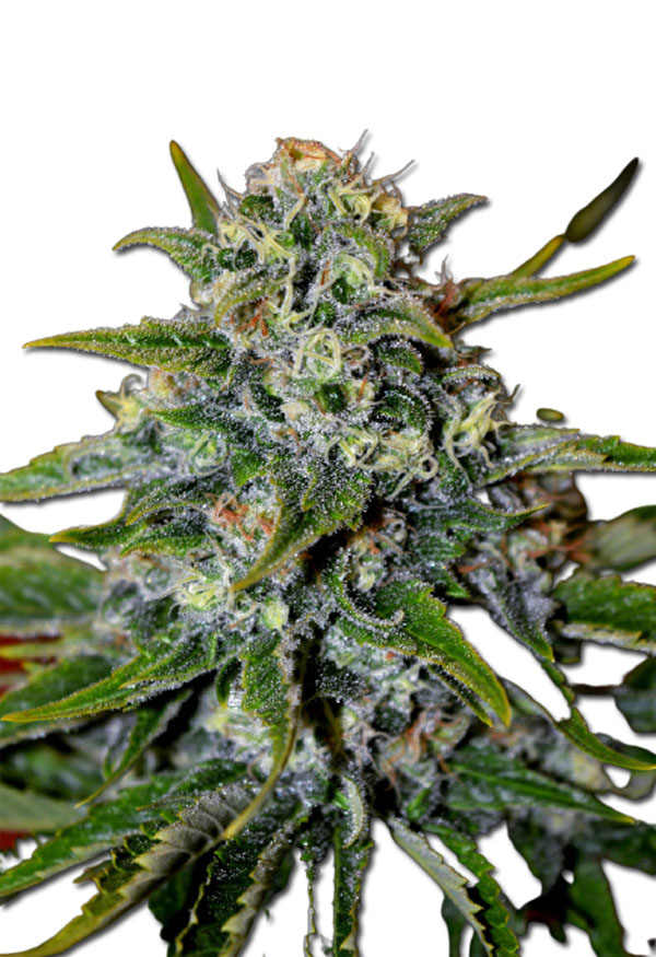 black-demon-og-image