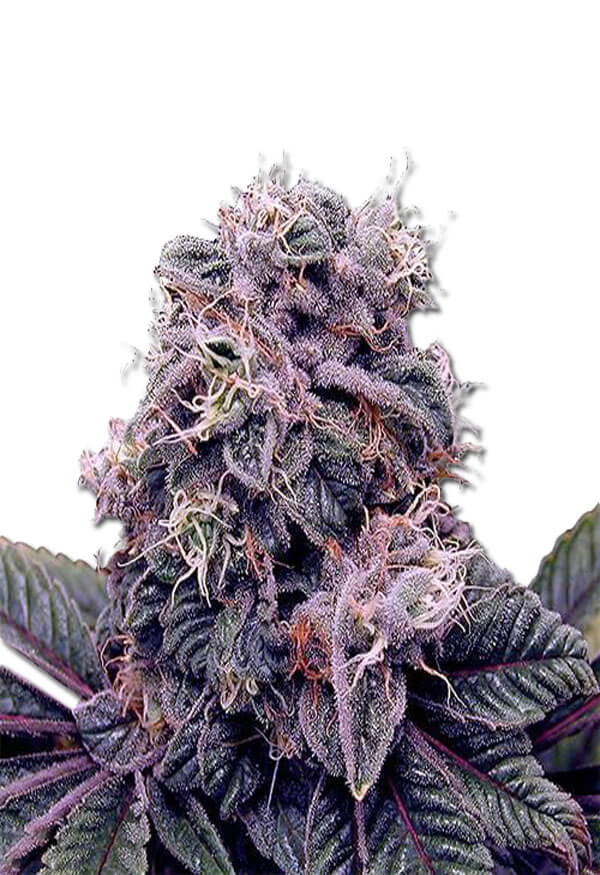 blackberry-kush-image