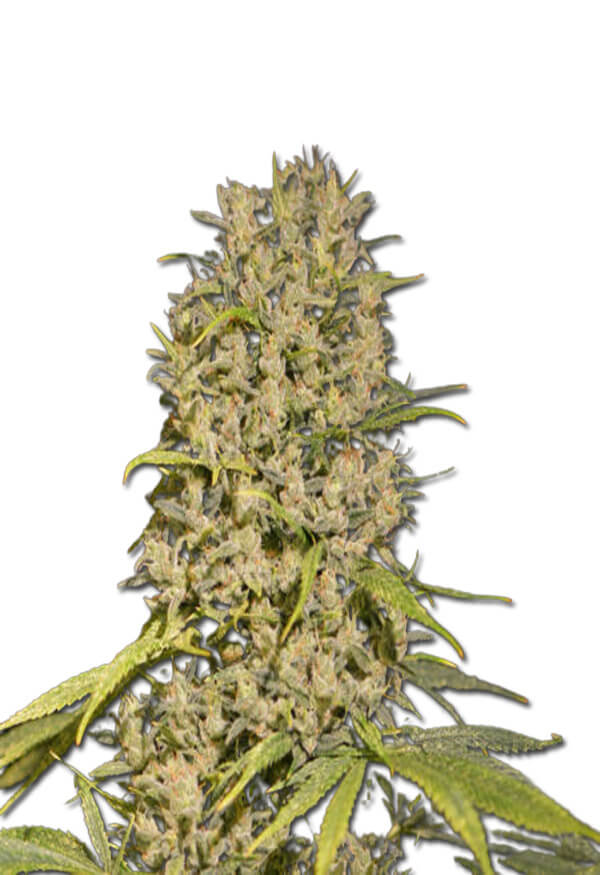 bubblegum-haze-image