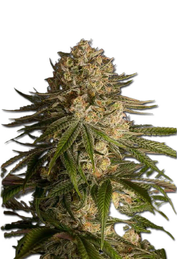 critical-kush-image