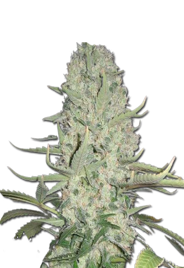 critical-widow-image