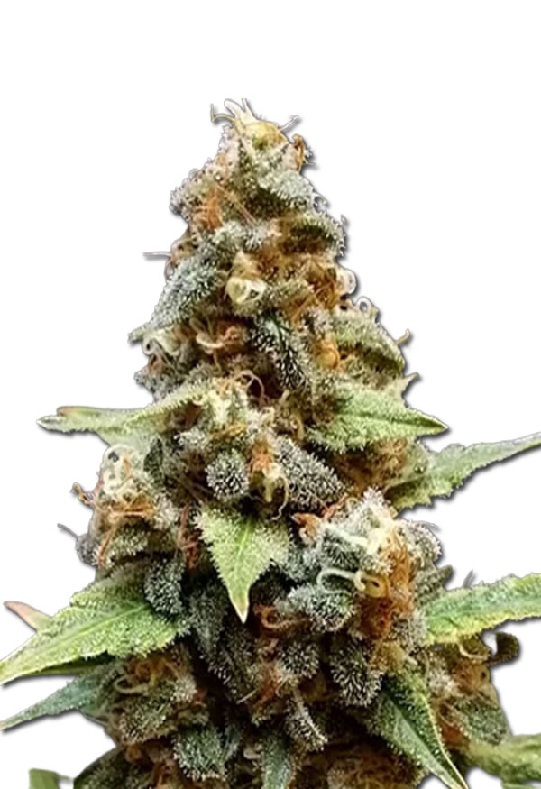 gorilla-lemon-fire-image