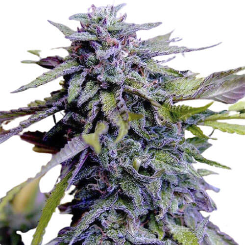 granddaddy-purple-image