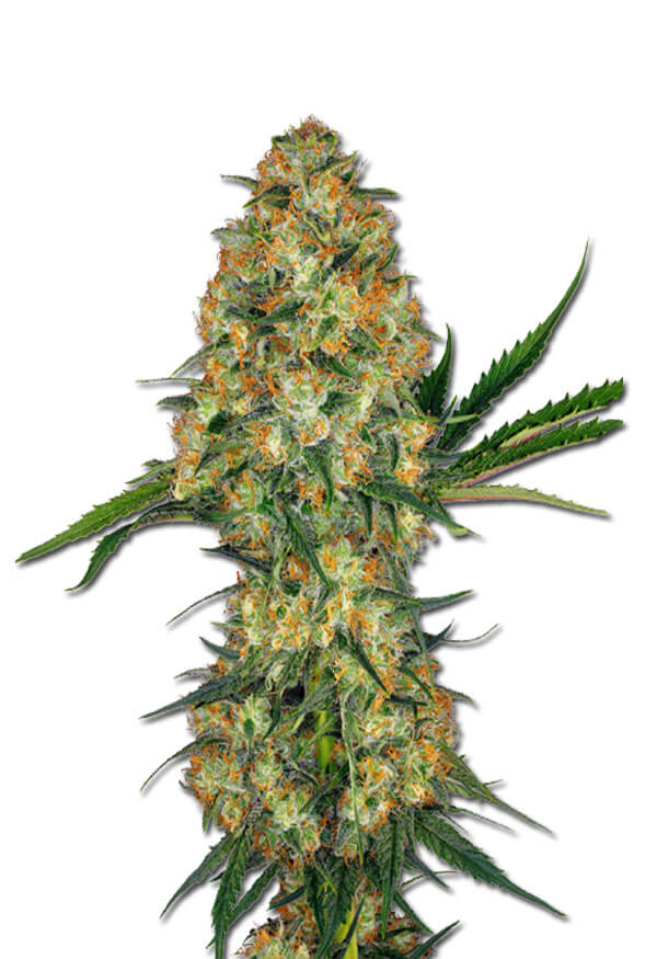 hindu-kush-image