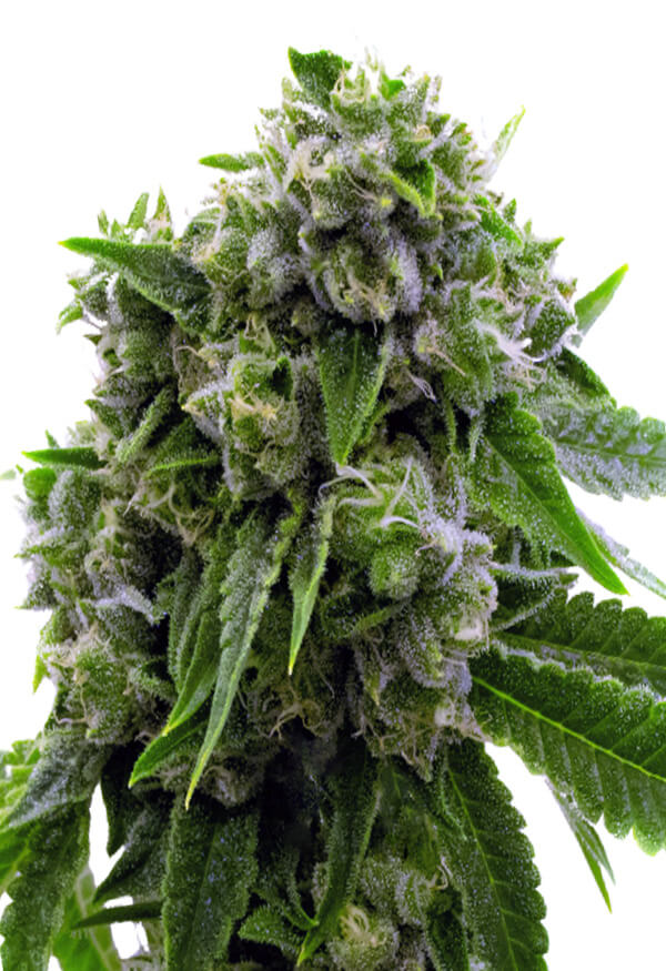 original-cheese-image