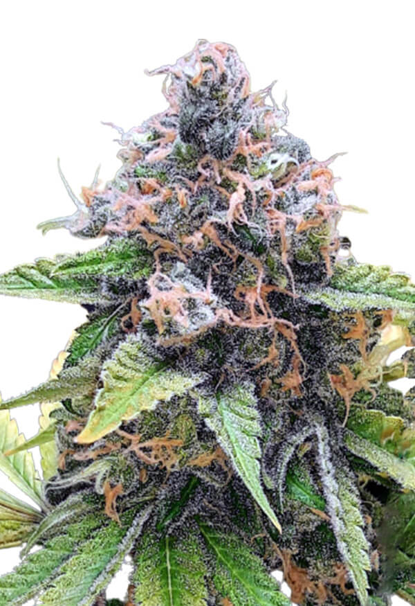 purple-star-killer-image