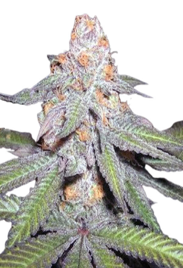 purple-urkle-image