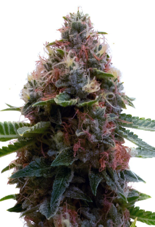 shiskaberry-punch-image