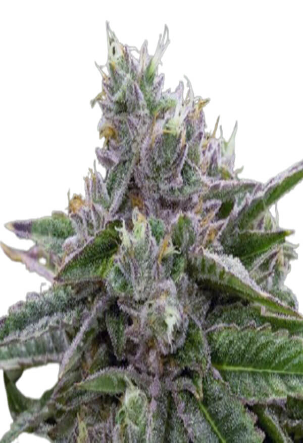 stardawg-image