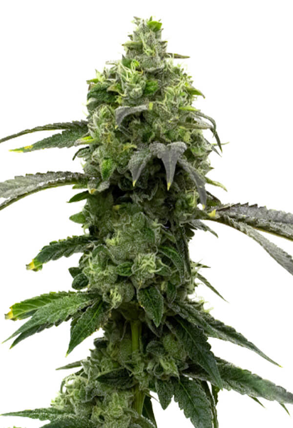 super-lemon-haze-image