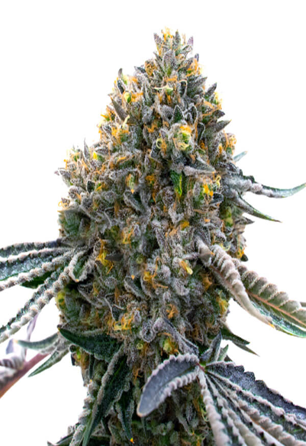 ultra-violet-og-image