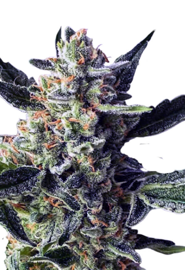 wedding-crasher-image