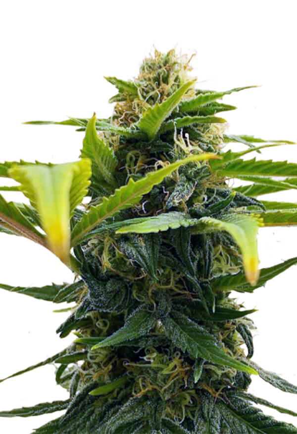 auto-solomatic-cbd-image
