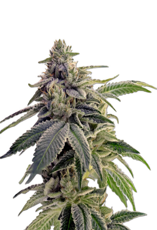 cbd-candyland-image