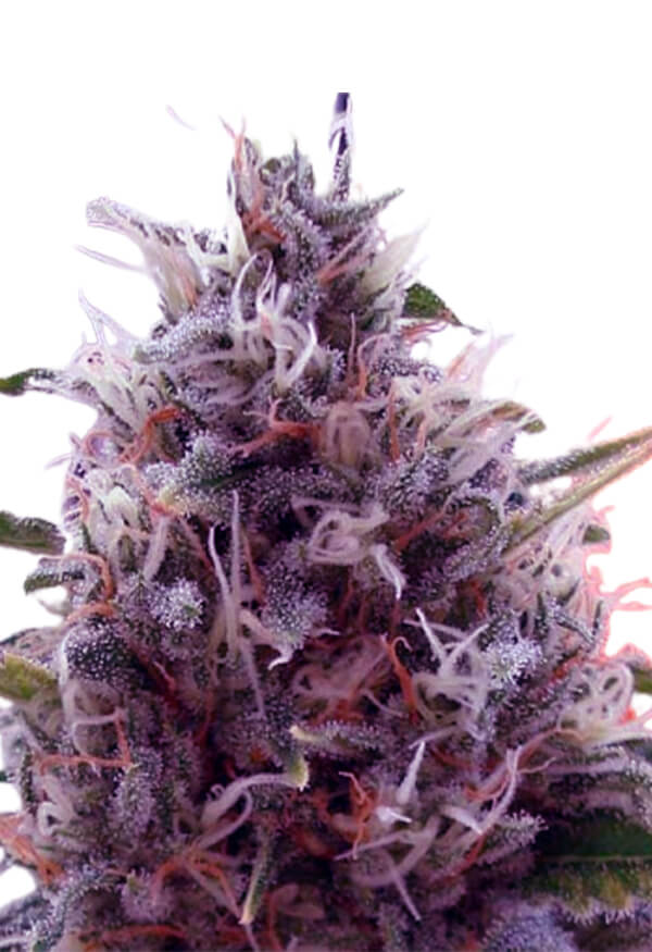 cbd-kali-kush-image