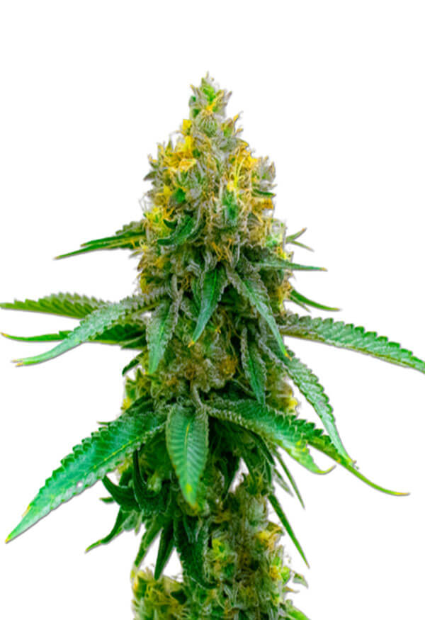girl-scout-cookies-autoflower-marijuna-seeds-image