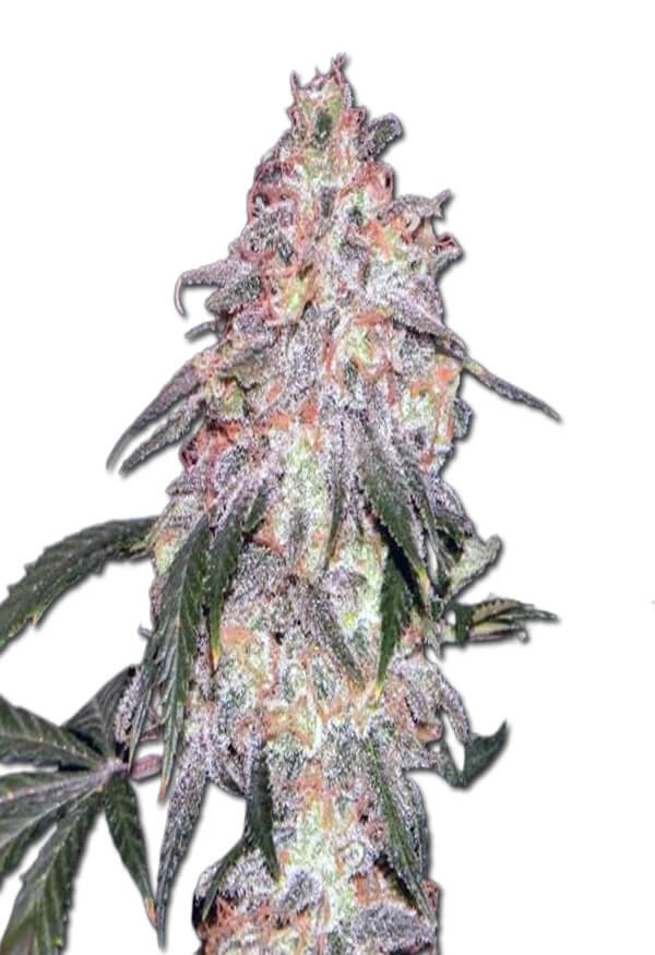 nypd-blue-autoflower-image