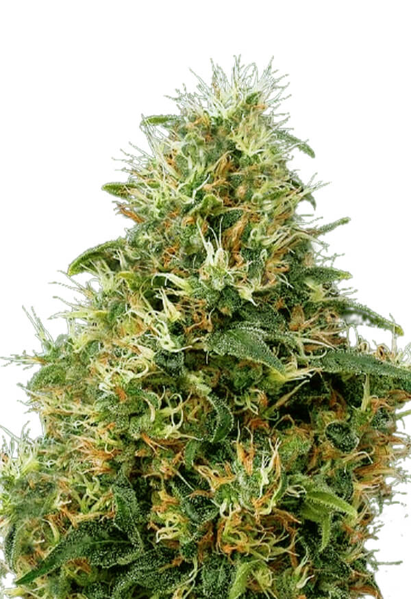 sweet-mango-autoflower-image