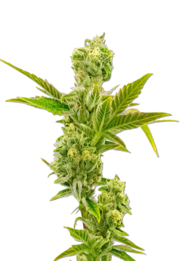 triple-xl-autoflower-image