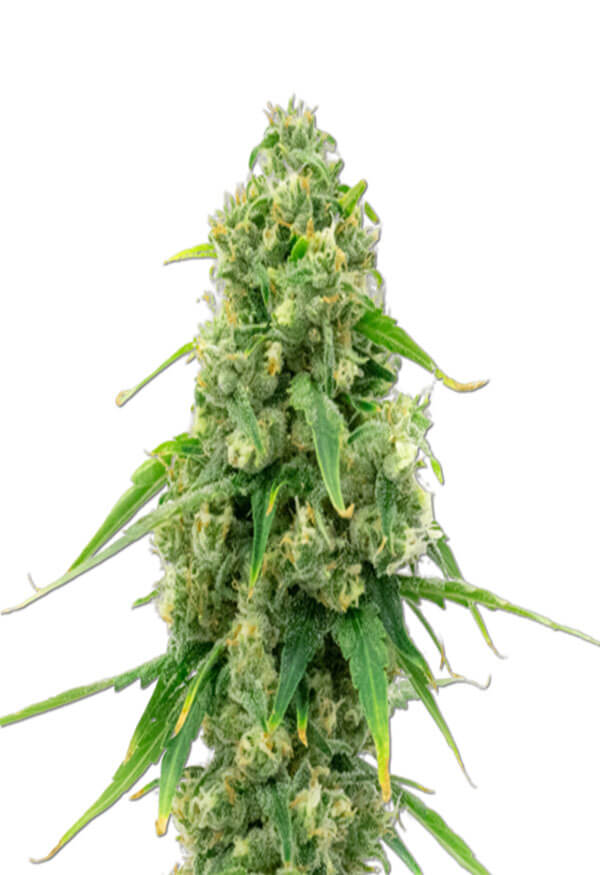 wedding-cake-autoflower-image