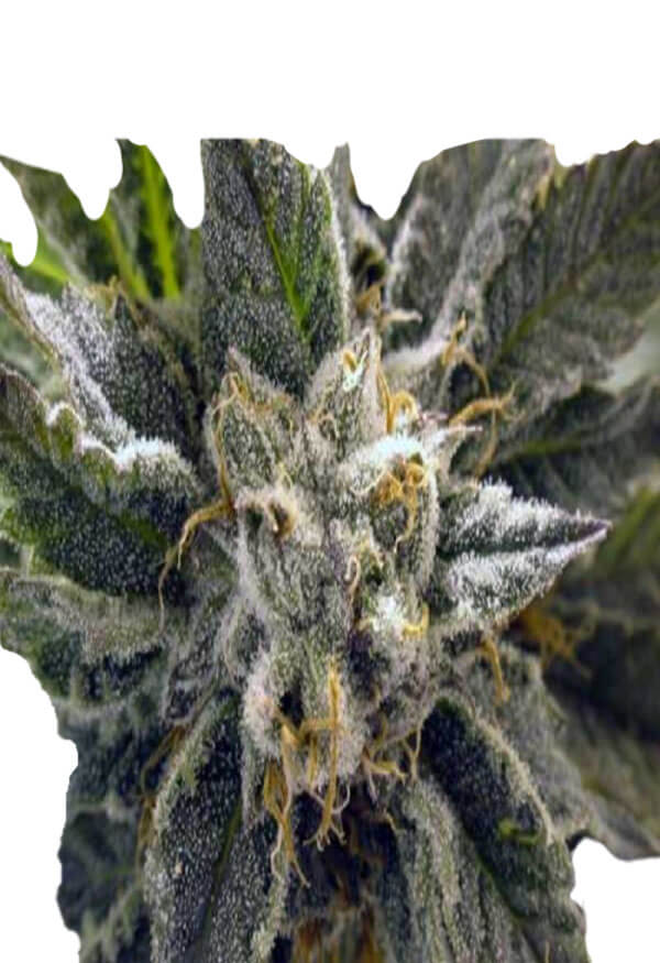 bc-god-bud-regular-image