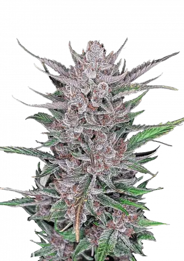 gorilla-punch-auto-image