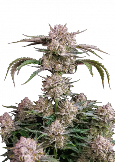 strawberry-gorilla-auto-image