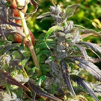 eastern-manipur-burma-border-image