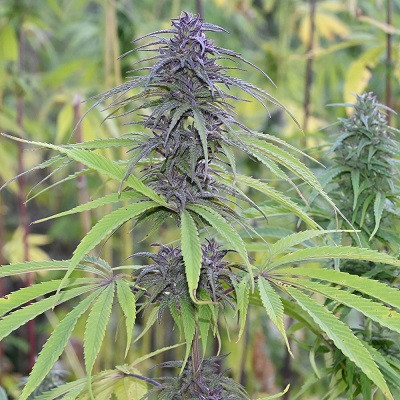 wailing-valley-image