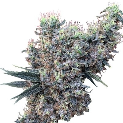golden-tiger-x-panama-feminized-image