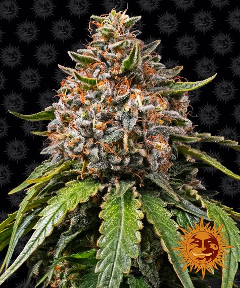white-widow-xxl-image