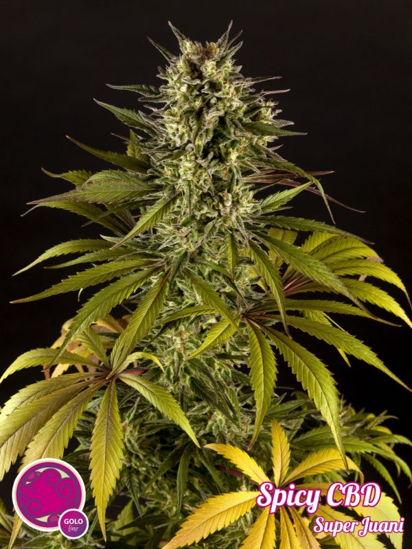spicy-cbd--superjuani-image