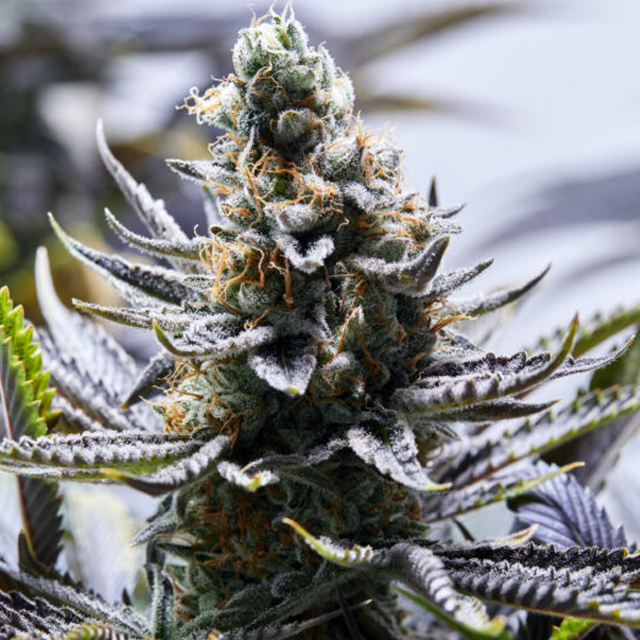 chapel-of-love-image