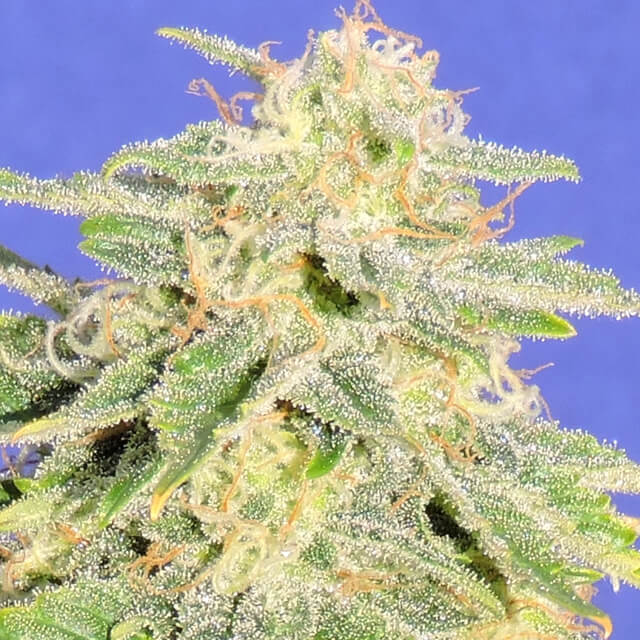 jack-herer-auto-image