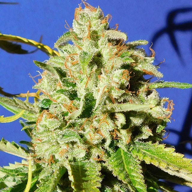 orange-diesel-auto-image