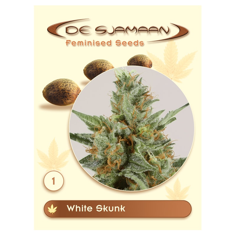 white-skunk-image