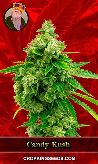 candy-kush-feminized-image