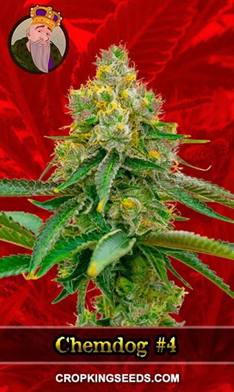 chemdawg-4-feminized-image