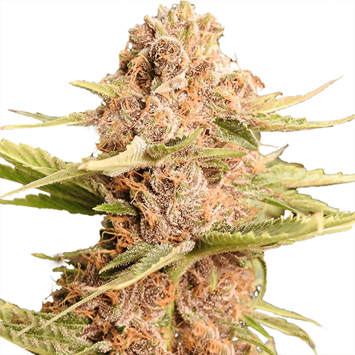 girl-scout-cookies-extreme-image