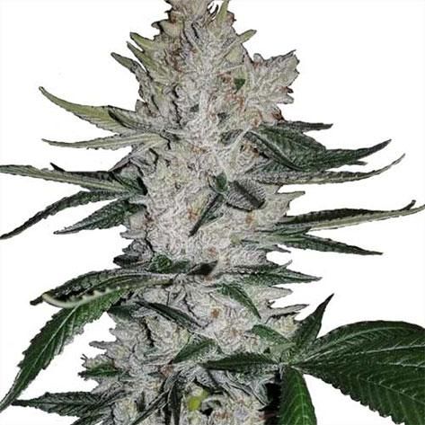 gorilla-glue-by-ilgm--image