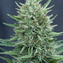 cbd-medgom-auto-image