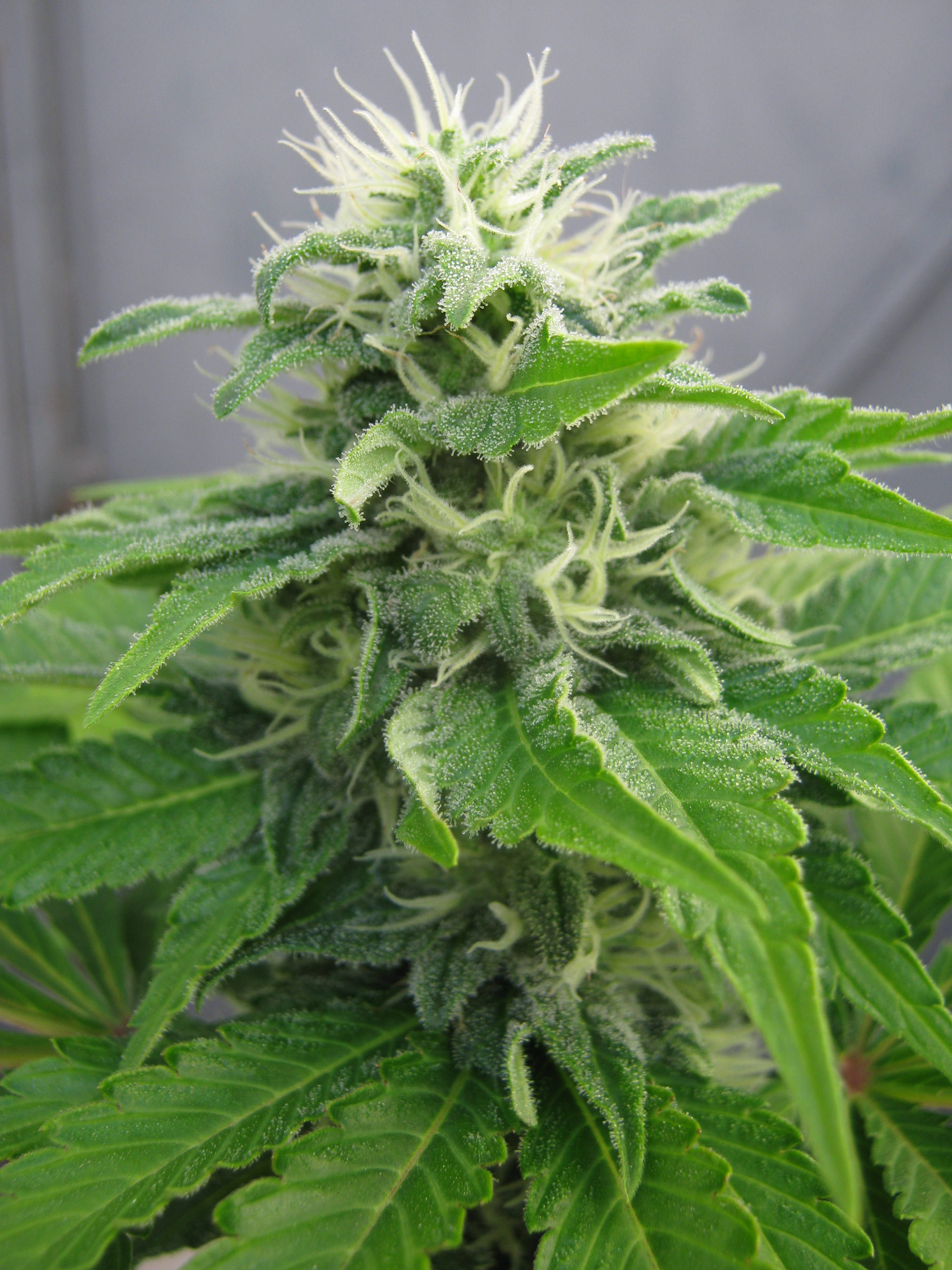 jack-herer-fast-image