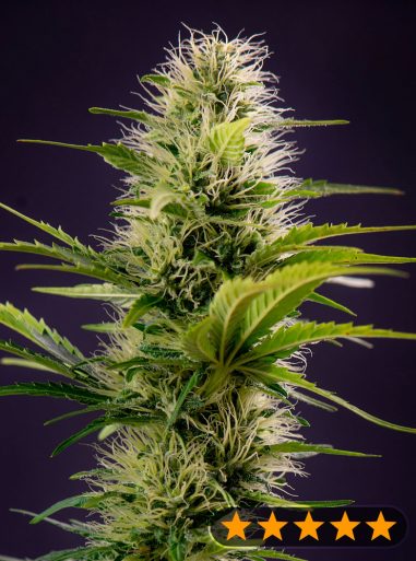 silver-haze-original-image