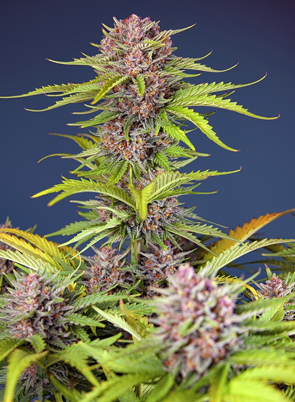 mimosa-bruce-banner-xl-auto®-image