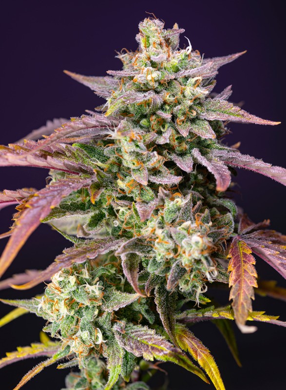 purple-punch-og-xl-auto®-image