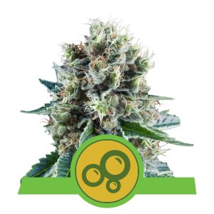 bubble-kush-automatic-image