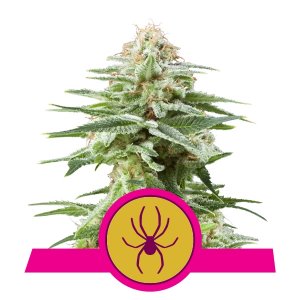 white-widow-image
