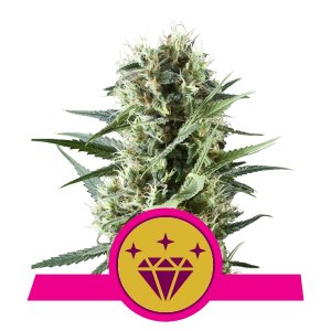 special-kush-1-image